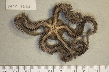Media type: image; Invertebrate Zoology OPH-1668 Description: ventral;